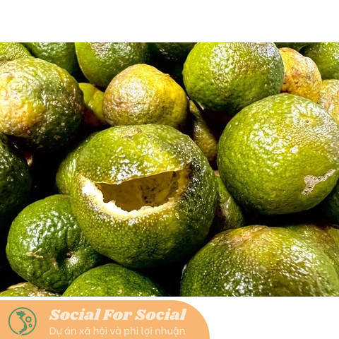 Chum Trà Quýt Cổ SHANAM Trà Shan Tuyết Cổ Thụ Tự Nhiên 600G - Image 6