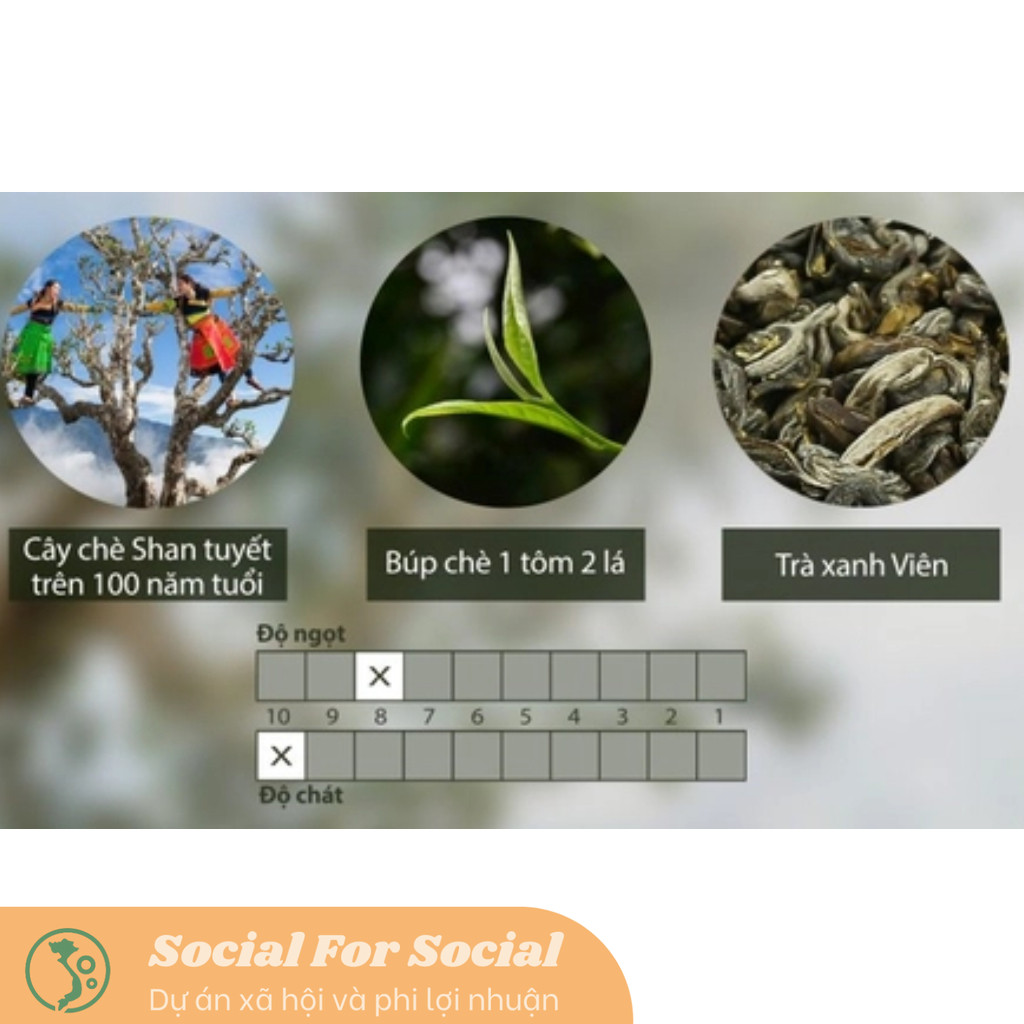 Trà xanh Viên hộp 80G - Trà Shan Tuyết Cổ Thụ Tà Xùa - Image 3