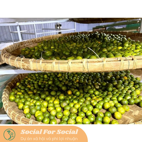 Chum Trà Quýt Cổ SHANAM Trà Shan Tuyết Cổ Thụ Tự Nhiên 600G - Image 7